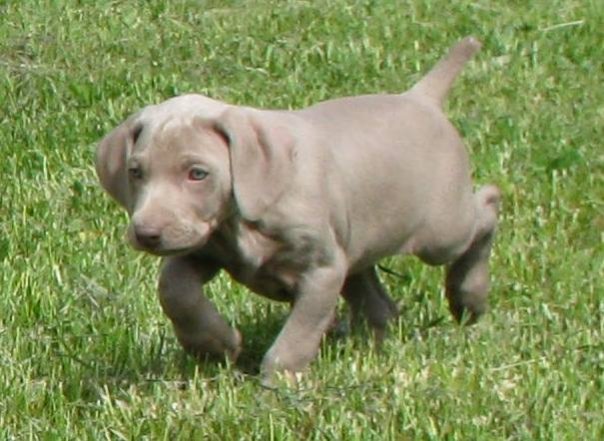 Palimar Weimaraners